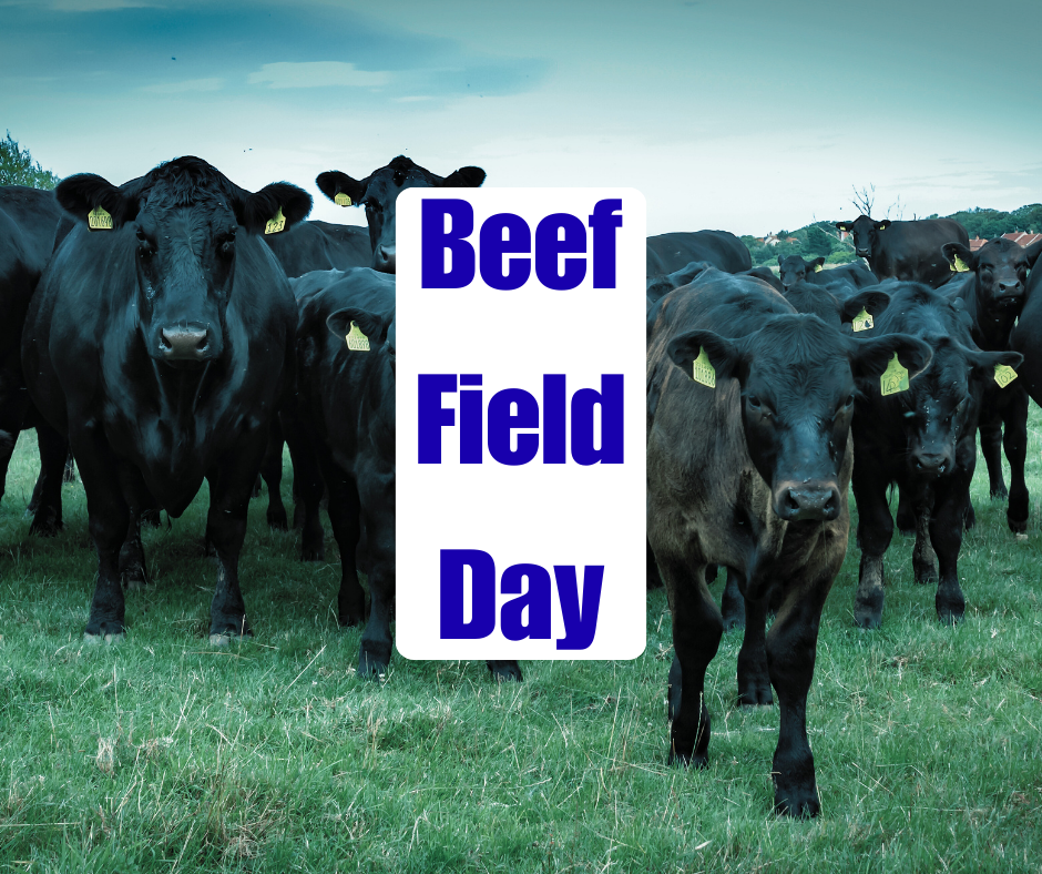 Beef Field Day