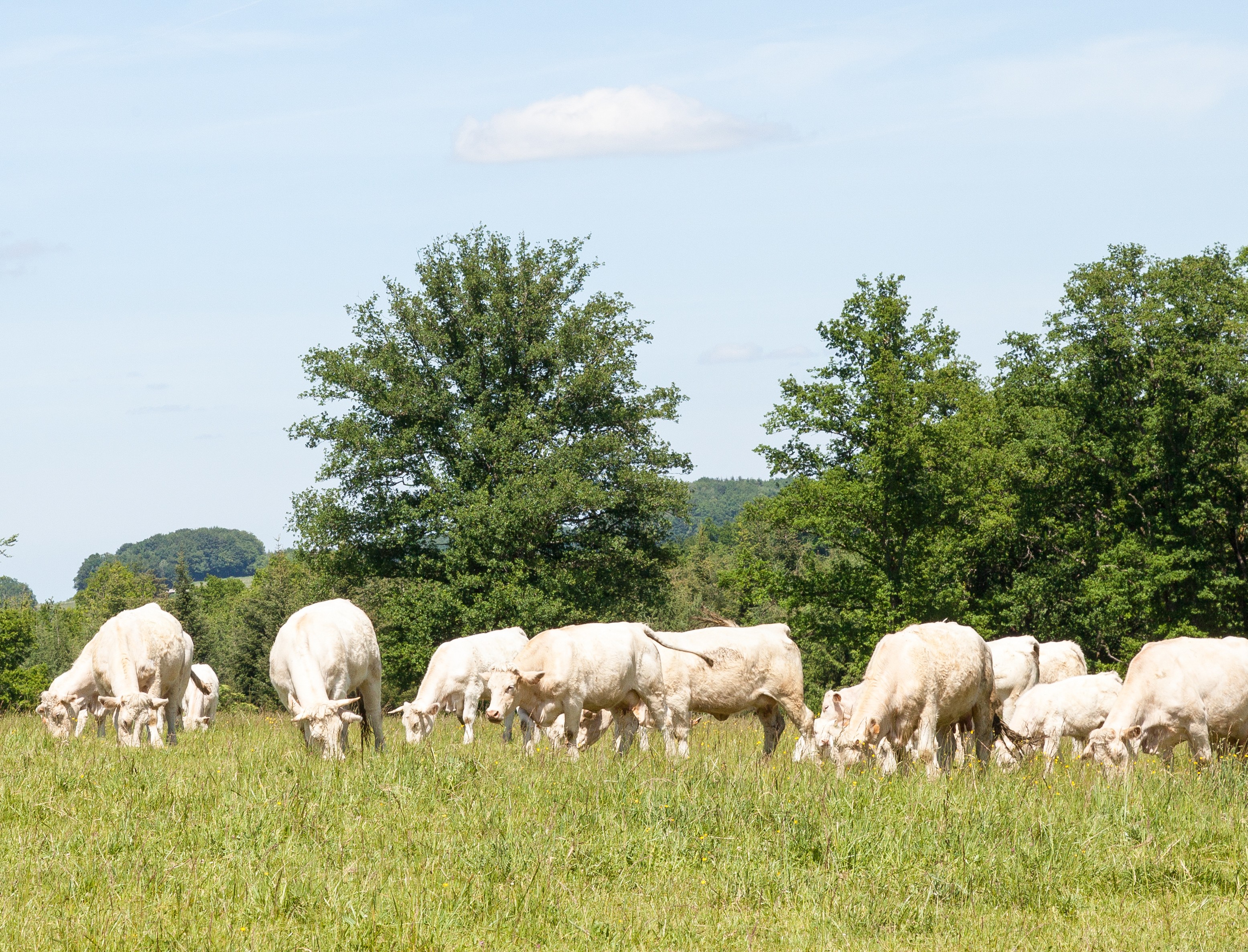 Grazing cattle